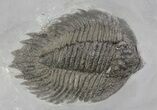 Killer, Double Arctinurus Trilobite Plate - New York #68089-2